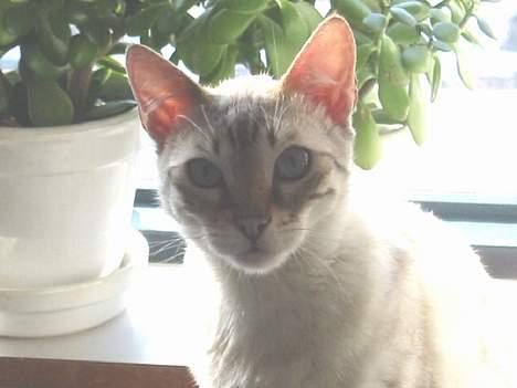 Bengal Trillo billede 19