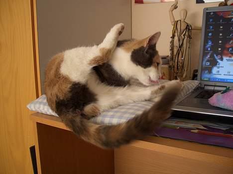 Blanding af racer † Madonna - DØD †   - NYT! Så laver vi lige nogle stræk øvelser! billede 18