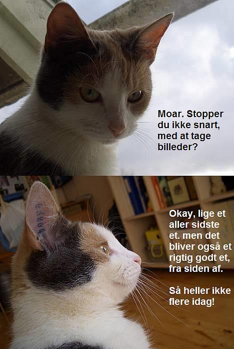 Blanding af racer † Madonna - DØD †   - NYE! To smukke billeder af hende billede 19