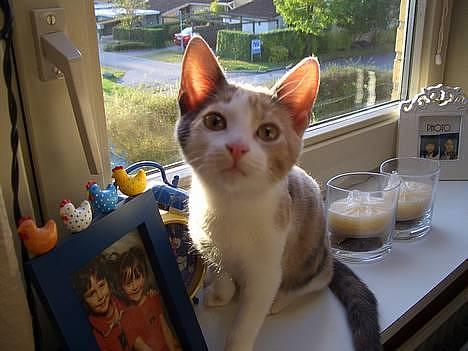 Blanding af racer † Madonna - DØD †   - Hey.. Kom tilbage med den dims! billede 20