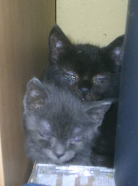 Huskat Perle billede 10