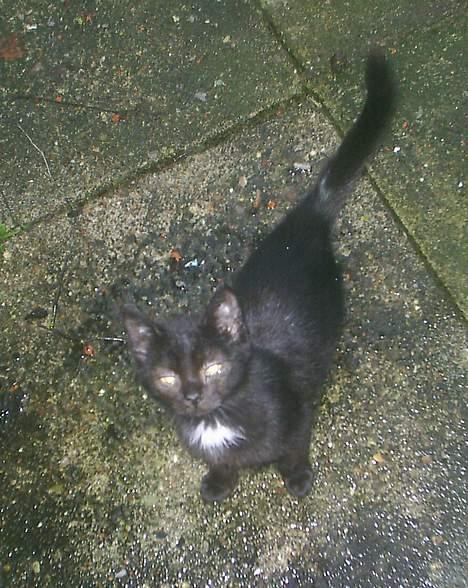 Huskat Perle billede 11