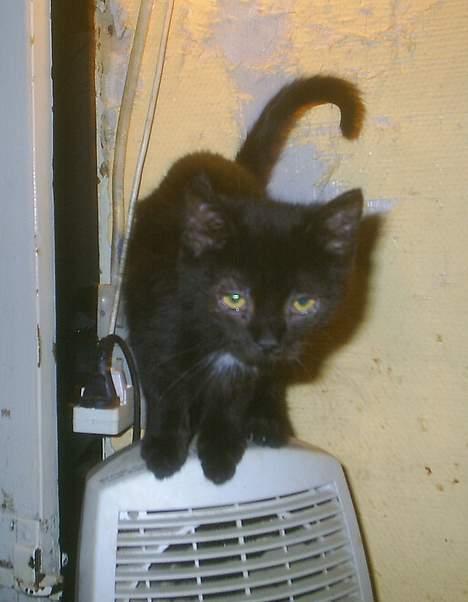 Huskat Perle billede 12