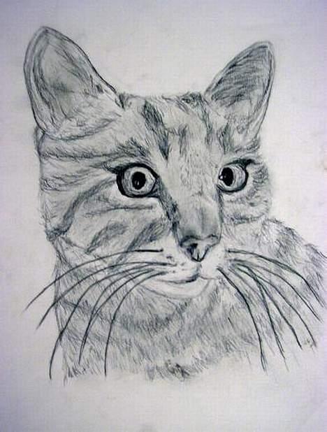 Blanding af racer MisMis *Prinsessen* - Tegning jeg ar tegnet af den smukke ;p <3 billede 18