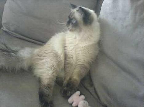 Colorpoint Loui - Loui og hans lyserøde ven, Hr Gris..  billede 8