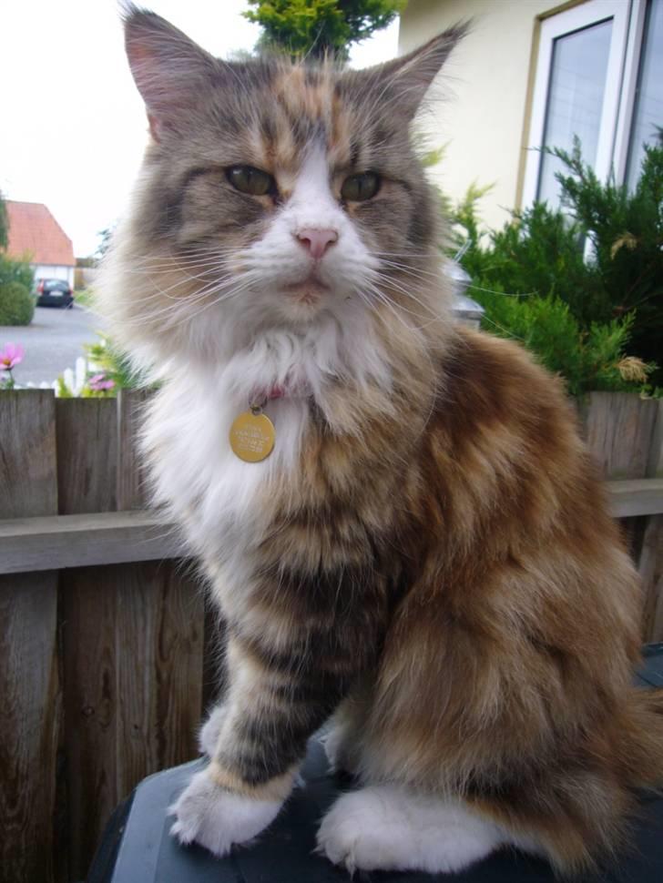 Maine Coon Mon Cherie---død--- - Øm du har taget min plads! billede 1
