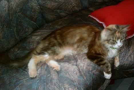 Maine Coon Mon Cherie---død--- - Skal vi ikke se tv? billede 2