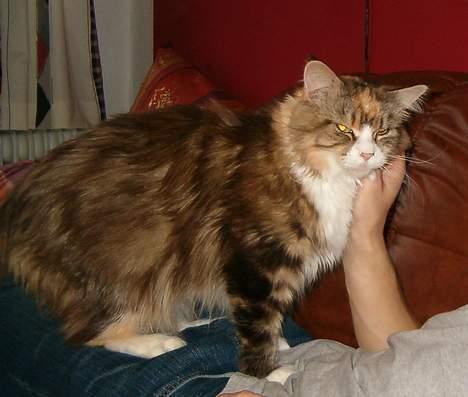 Maine Coon Mon Cherie---død--- - Oh ja det er lige der. billede 3