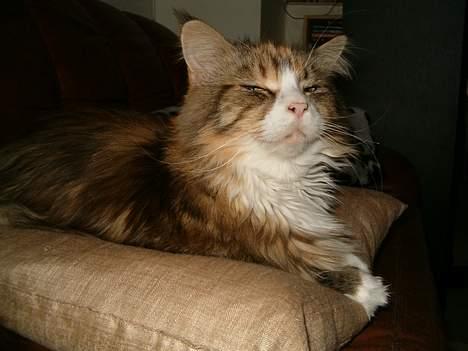 Maine Coon Mon Cherie---død--- - Har ikke tid lige nu, jeg ser TV-Avisen! billede 4