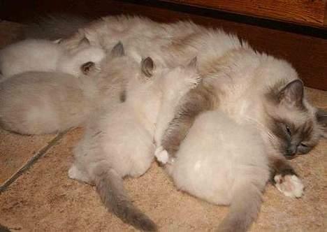 Hellig Birma Hannibal - solgt - Mig og mine søskende sammen med moar... billede 5