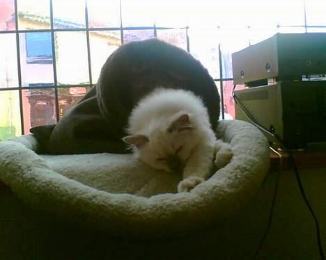 Hellig Birma Hannibal - solgt - Nøj, hvor ligger jeg godt... billede 6