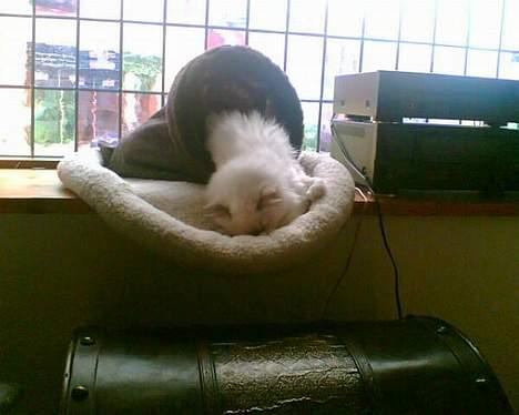 Hellig Birma Hannibal - solgt - Ligger måske lidt for godt... billede 7