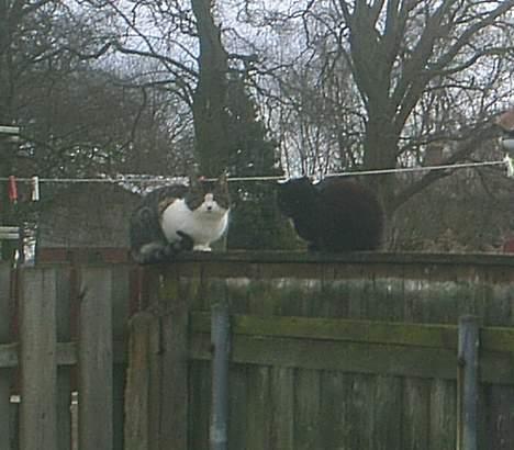 Huskat Misling  - Misling med en ven .... billede 20