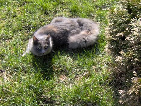 Norsk Skovkat Tikki  *Forsvundet* :o( billede 10