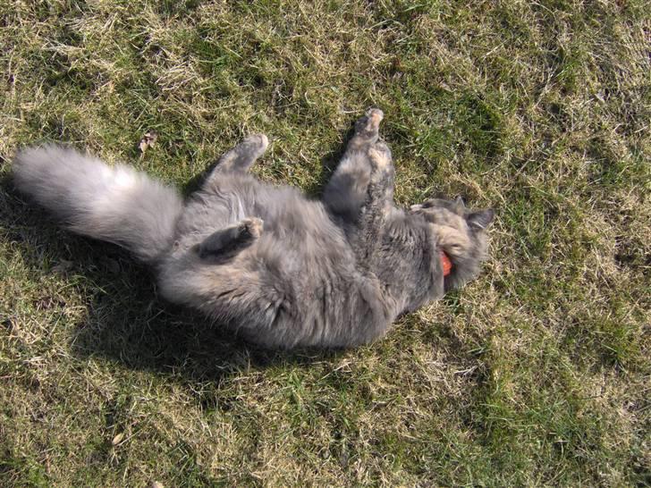 Norsk Skovkat Tikki  *Forsvundet* :o( - Dejligt at rulle sig i det friske forårs-græs .-) billede 12