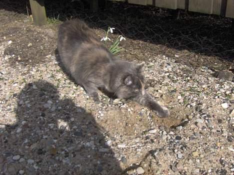 Norsk Skovkat Tikki  *Forsvundet* :o( billede 13