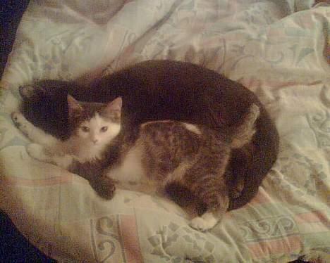 Blanding af racer maincoon/Perser( Nesquik) billede 11