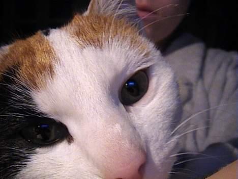 Blanding af racer Penny (aflivet) billede 16