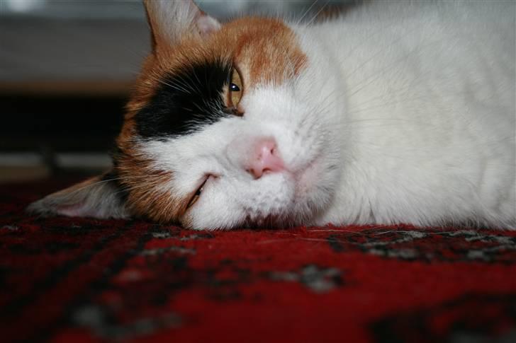 Huskat Frida - NYT! Frida set i frøperspektiv (staves)  billede 12