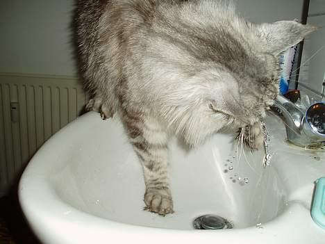 Maine Coon DK Wildenrath's Aske RIP - Man skal sørge for at drikke masser af vand. billede 16