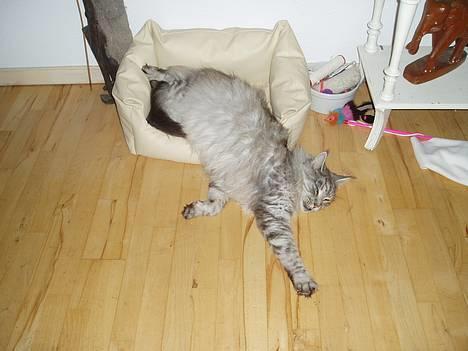 Maine Coon DK Wildenrath's Aske RIP billede 17