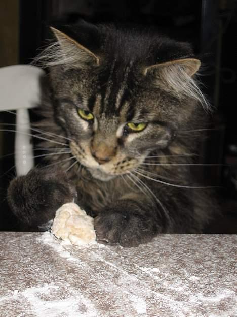 Maine Coon Champagnes Mustang (Musta - Her er han så ved at "hjælpe" min mor med at bage. (eller stjæle af hendes dej) billede 11