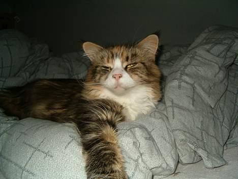 Maine Coon Mon Cherie---død--- - Man får hurtig brug for en slapper, når man, skal passe på alle de katte, ikke laver ballede! billede 5