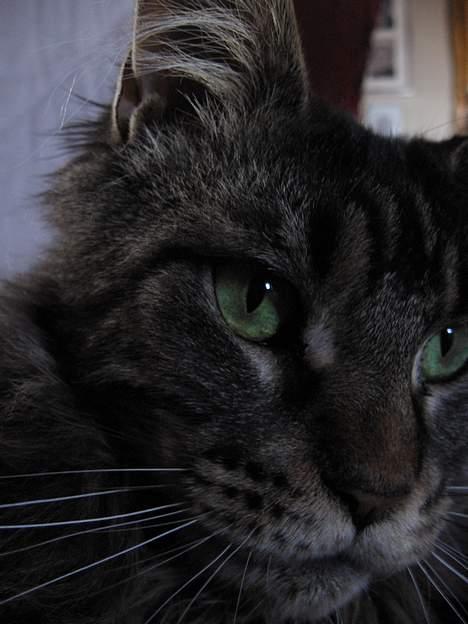 Maine Coon Champagnes Mustang (Musta billede 13