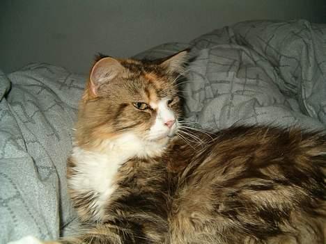 Maine Coon Mon Cherie---død--- billede 6