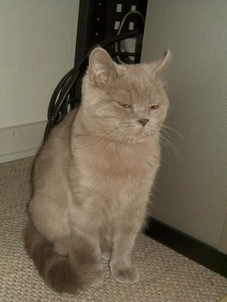 British Shorthair Trunte--Væk--Savner dig - Øh, tager du billeder af mig..? billede 7