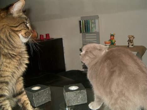 British Shorthair Trunte--Væk--Savner dig - Vææææss... billede 8