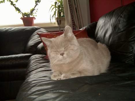 British Shorthair Trunte--Væk--Savner dig - Ligger lige i sofaen, og tager en slapper. billede 9