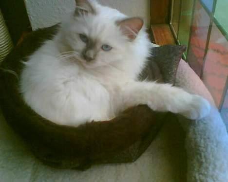 Hellig Birma Hannibal - solgt - Her ligger man altså bare fantastisk... billede 10