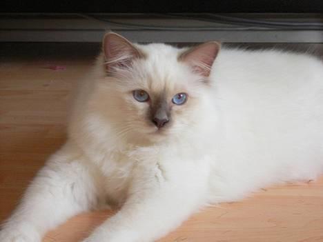 Hellig Birma Hannibal - solgt - Hannibal i stuen... (20-05-06) billede 11