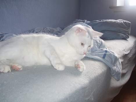 Blanding af racer Miss K - smuk som altid, min mis! (8/4) billede 12