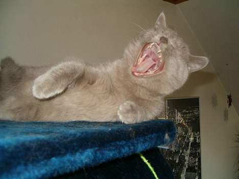 British Shorthair Trunte--Væk--Savner dig - Gaaaab! billede 11