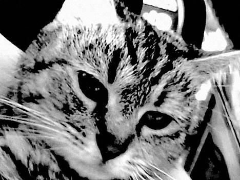 Blanding af racer Rosa <3 - hvor er hun bare fotogen <3 billede 1