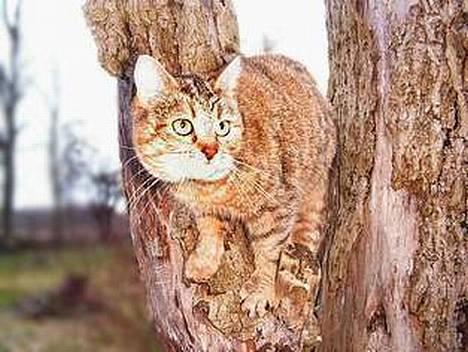 Blanding af racer Rosa <3 billede 2