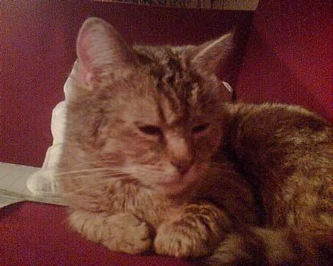 Blanding af racer Rosa <3 - tid til en middags lur :D billede 3