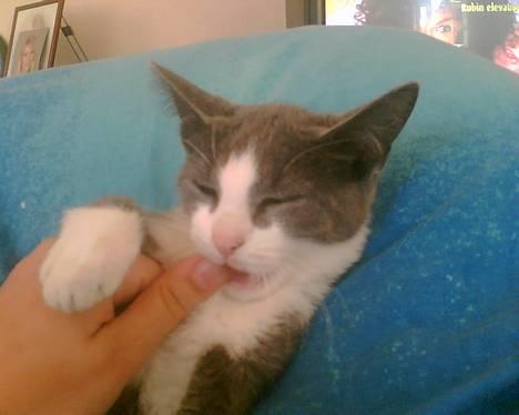 Blanding af racer Mille <3 - Uhmm den smager godt :D billede 1