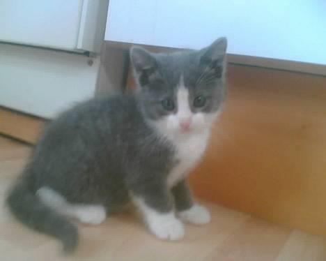 Blanding af racer Mille <3 - Lillemis som baby :D billede 2