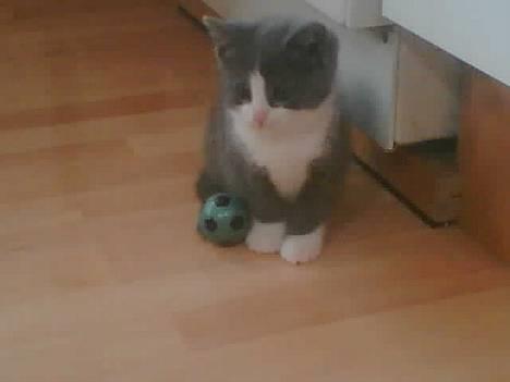 Blanding af racer Mille <3 - Som lille billede 3