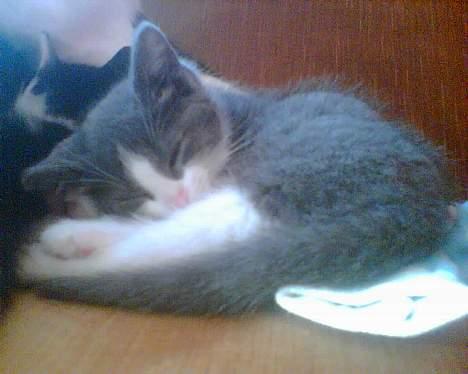 Blanding af racer Mille <3 - Igen som Lille billede 4