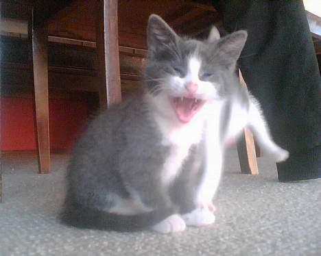 Blanding af racer Mille <3 - Lille... GAB billede 5