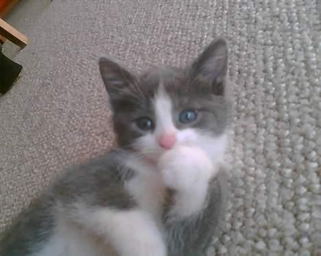 Blanding af racer Mille <3 - Igen...- billede 6