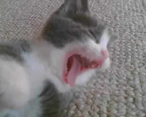 Blanding af racer Mille <3 - Den lille trætte billede 7