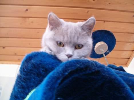 British Shorthair Trunte--Væk--Savner dig - Hej hej.. Jeg hedder Trunte.. billede 13