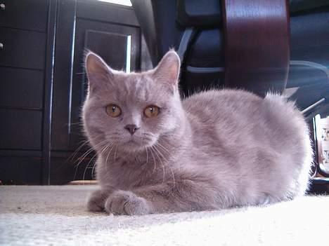 British Shorthair Trunte--Væk--Savner dig - Her er jeg lige én gang til...  billede 14