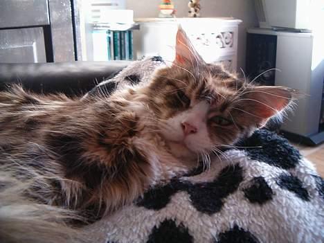 Maine Coon Mon Cherie---død--- billede 7
