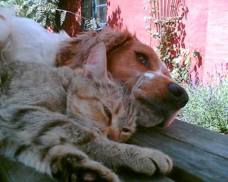 Blanding af racer Rosa <3 - Rosa sammen med min hund Thea <3 De er rigtig gode venner billede 4